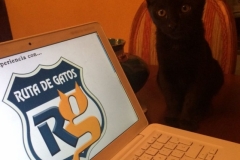 V RUTA DE GATOS MADRID 2017 (1)